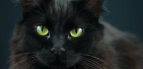 Halloween, in salvo i gatti neri